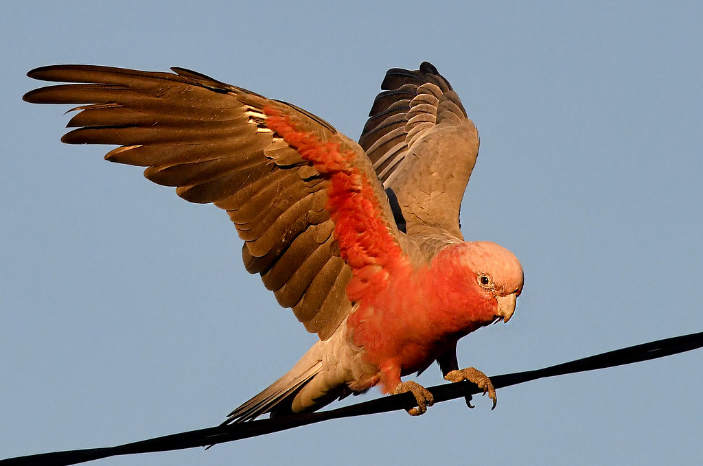 Galah - Animals With 5 Letters