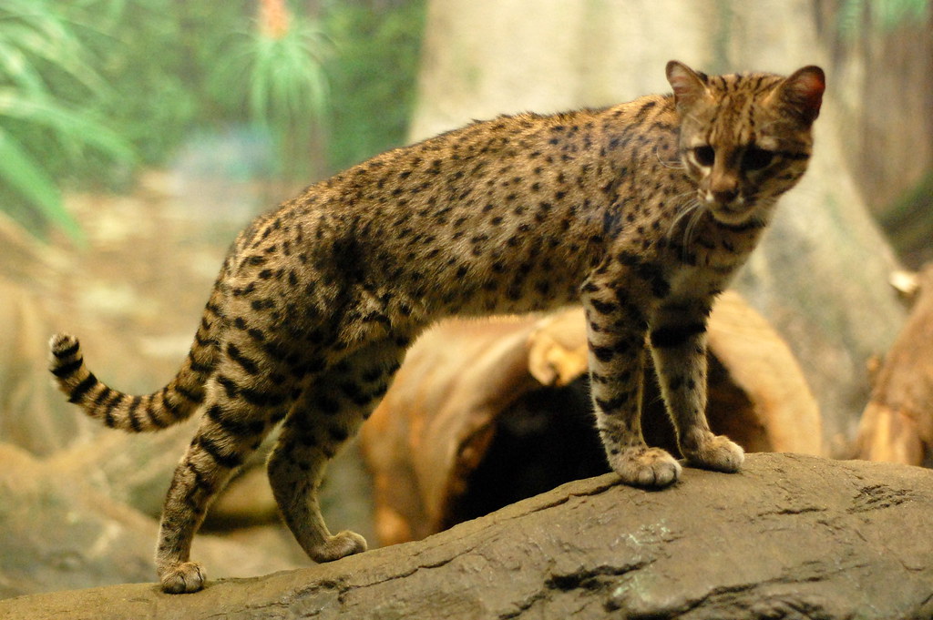 Geoffroy's Cat