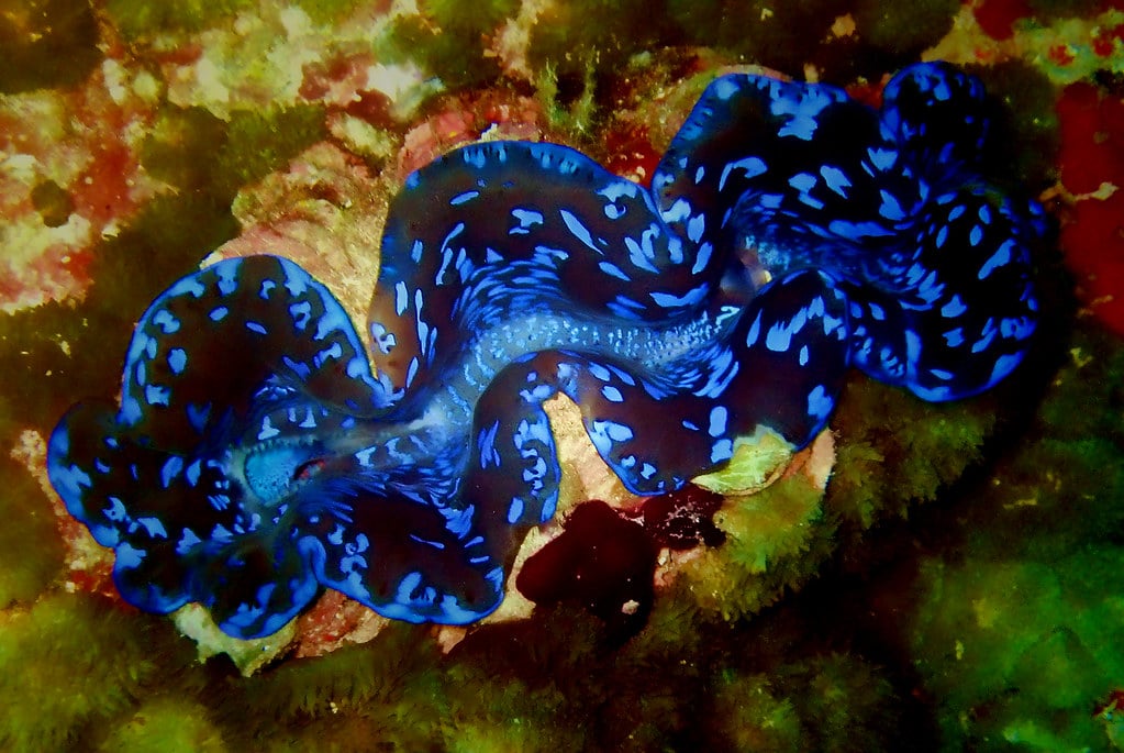 Giant Clam