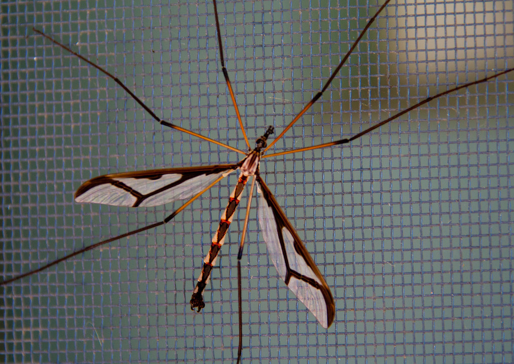 Giant Eastern Crane Fly 