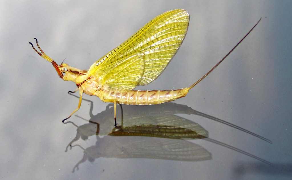 Giant Mayfly