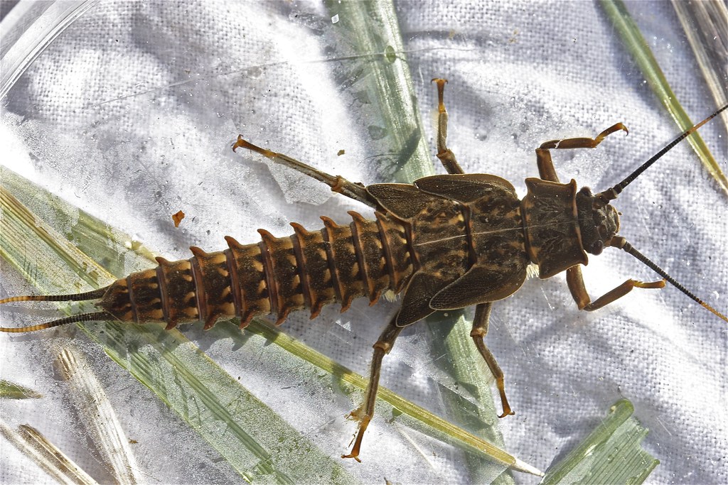 Giant Stonefly