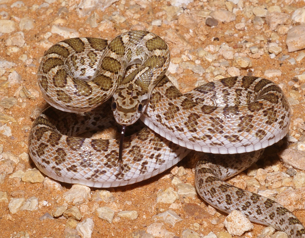 Glossy Snake - Different Snakes in California