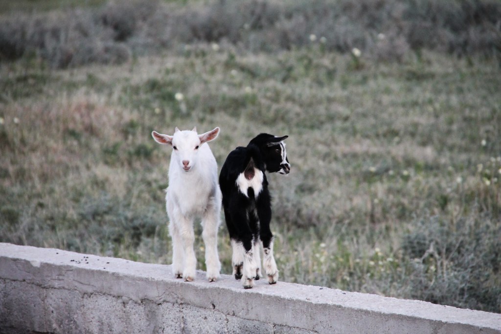 Goat - Animals With Hooves
