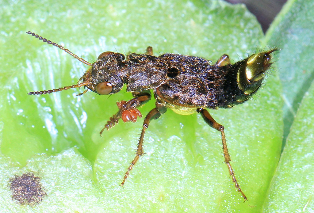 Gold-and-brown Rove Beetle