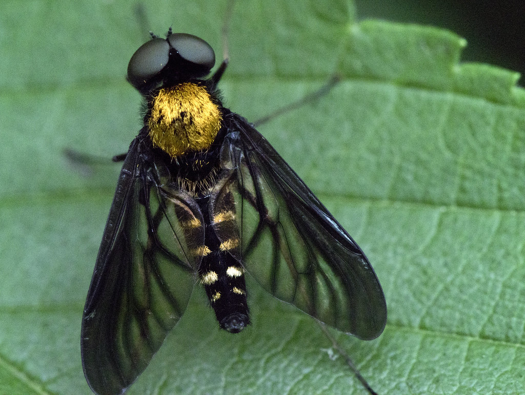 Gold-Backed Snipe Fly 