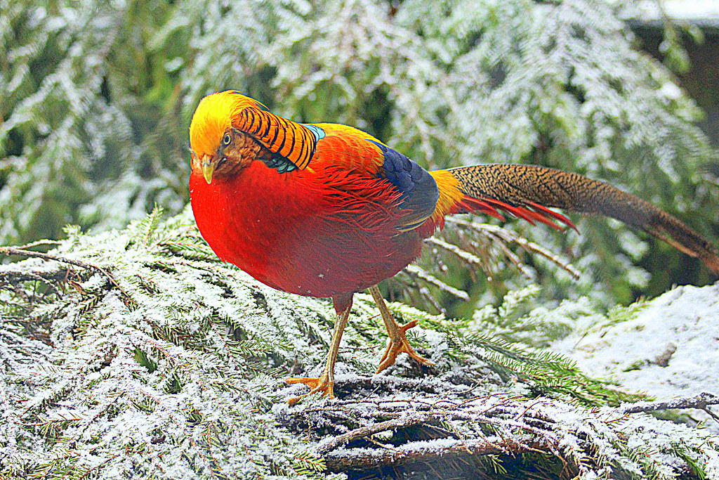 Golden Pheasant 
