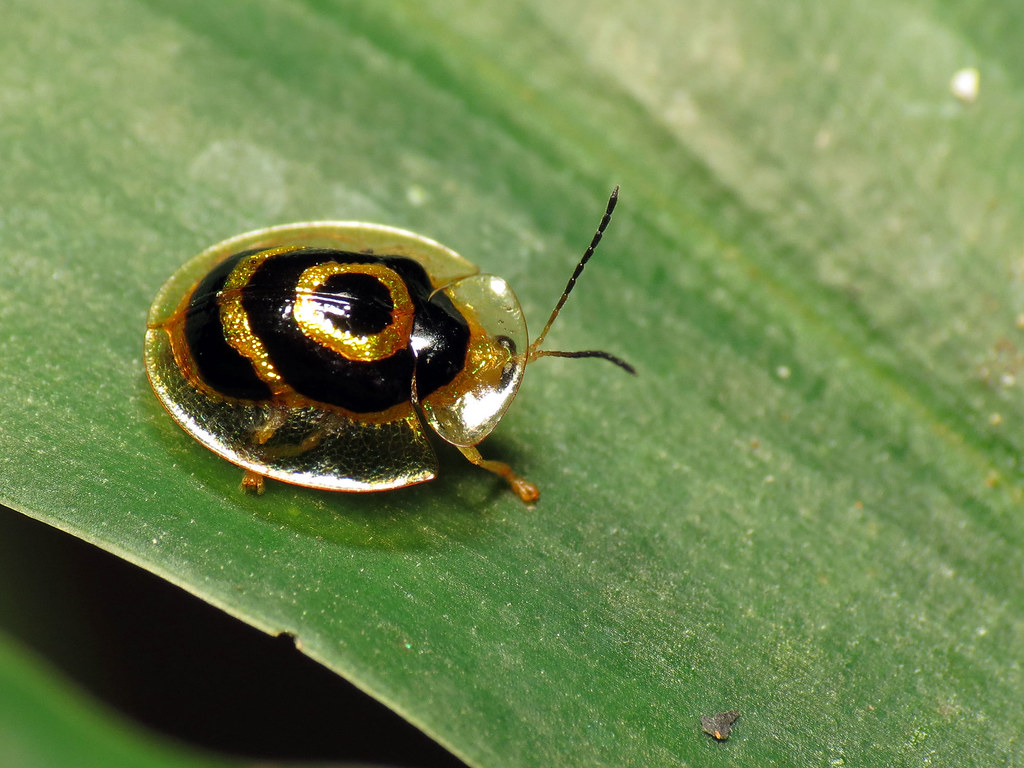 Golden Tortoise Beetle - Types of Beetles in Montana