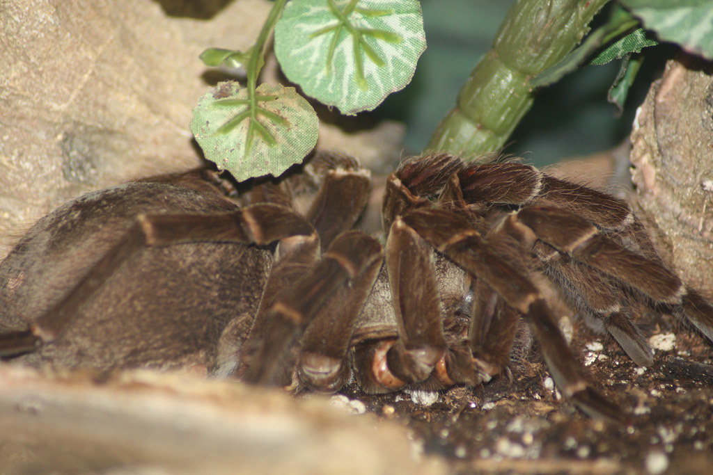 Goliath Birdeater Tarantula Spider