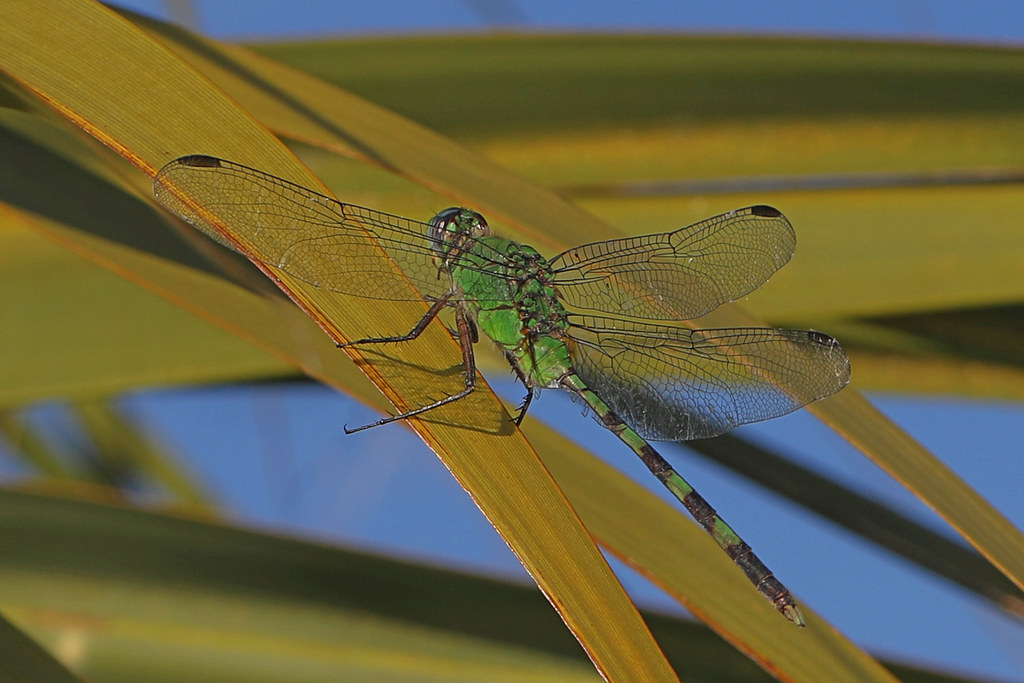 Great Pondhawk