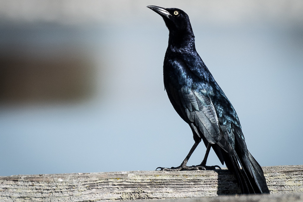 Great-tailed Grackle