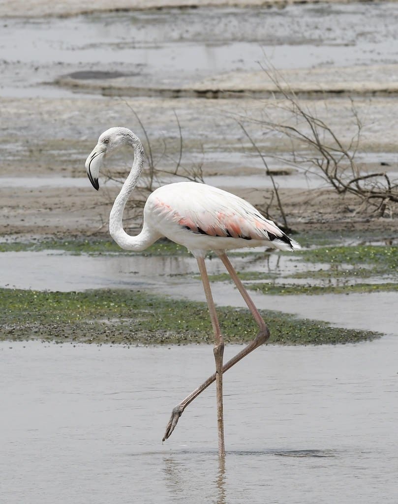 Greater Flamingo