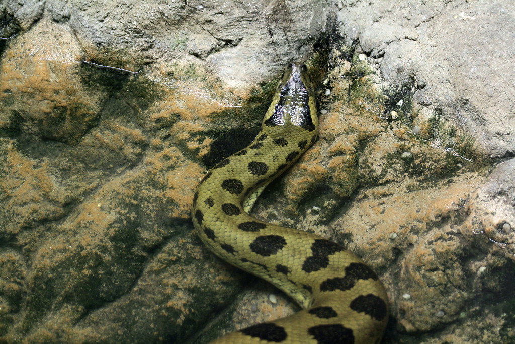 Green Anaconda