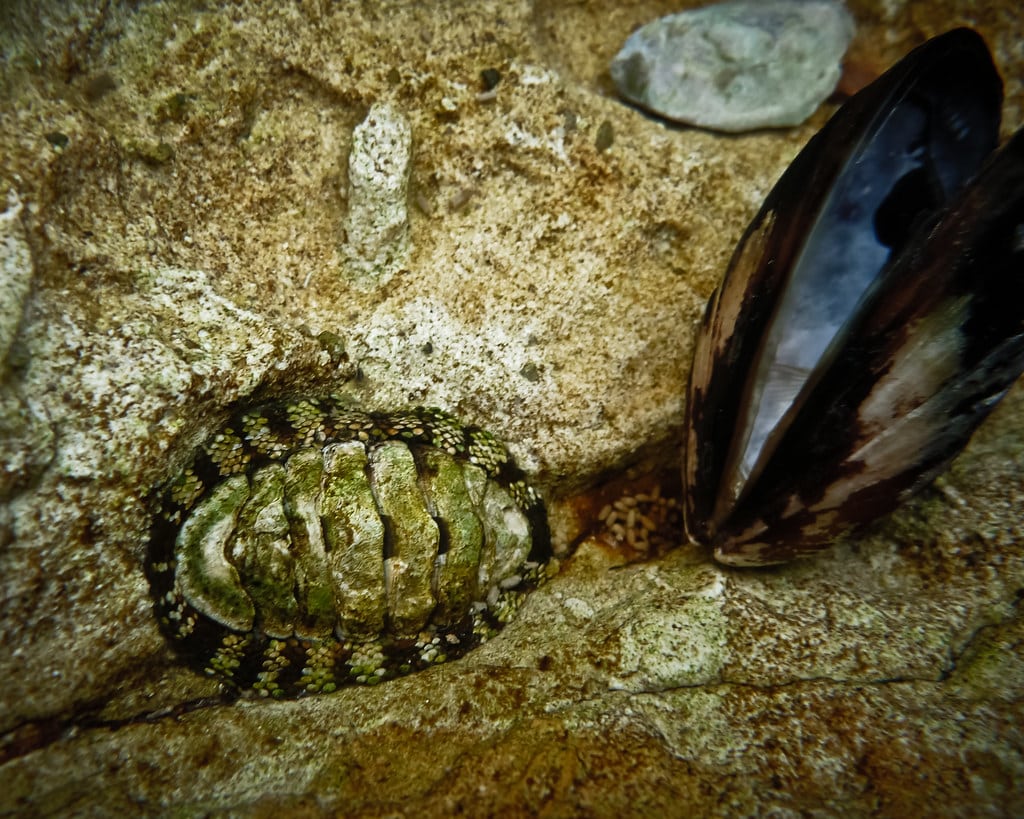 Green Chiton