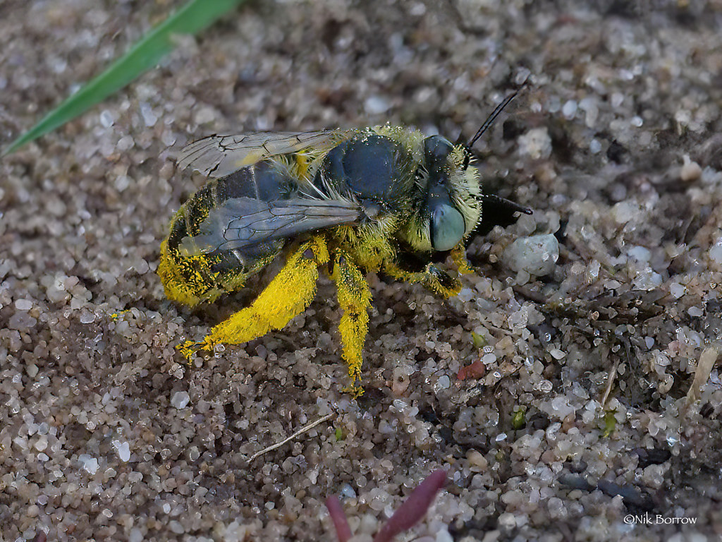 Green-eyed Flower Bee