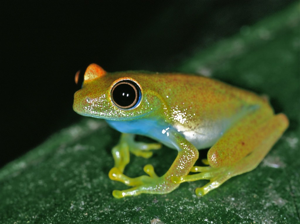 Green-eyed Frogs