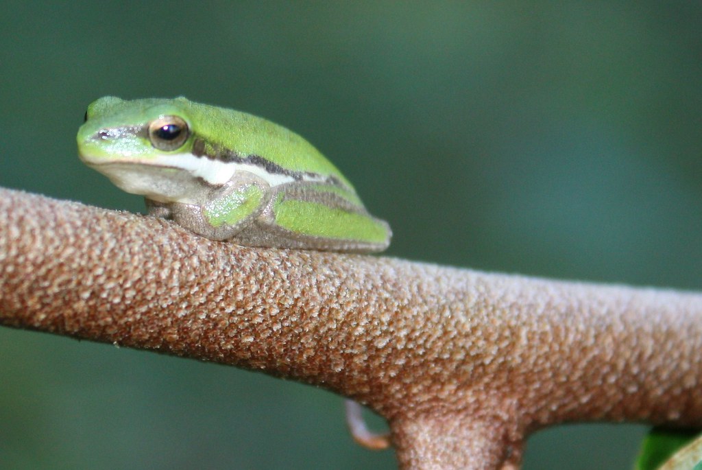 Green-eyed Tree Frogs - Animals With Green Eyes