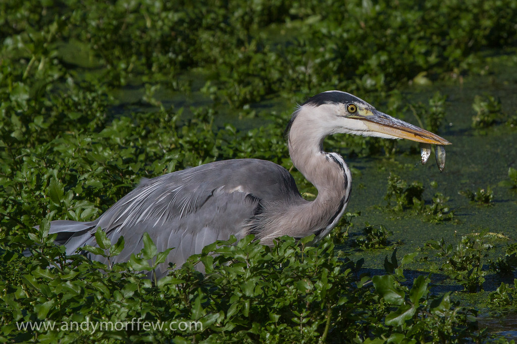 Grey Heron