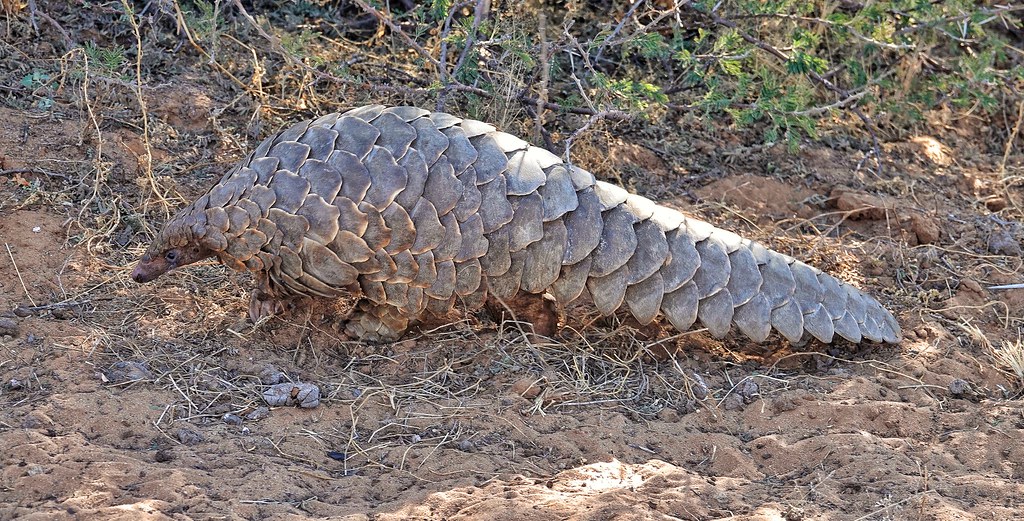 Ground Pangolin