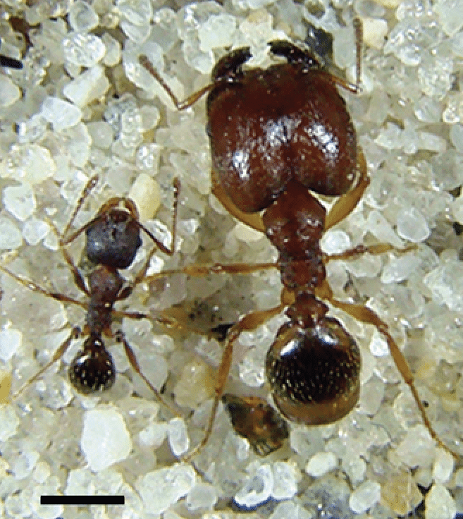 Hairy Big-headed Ant