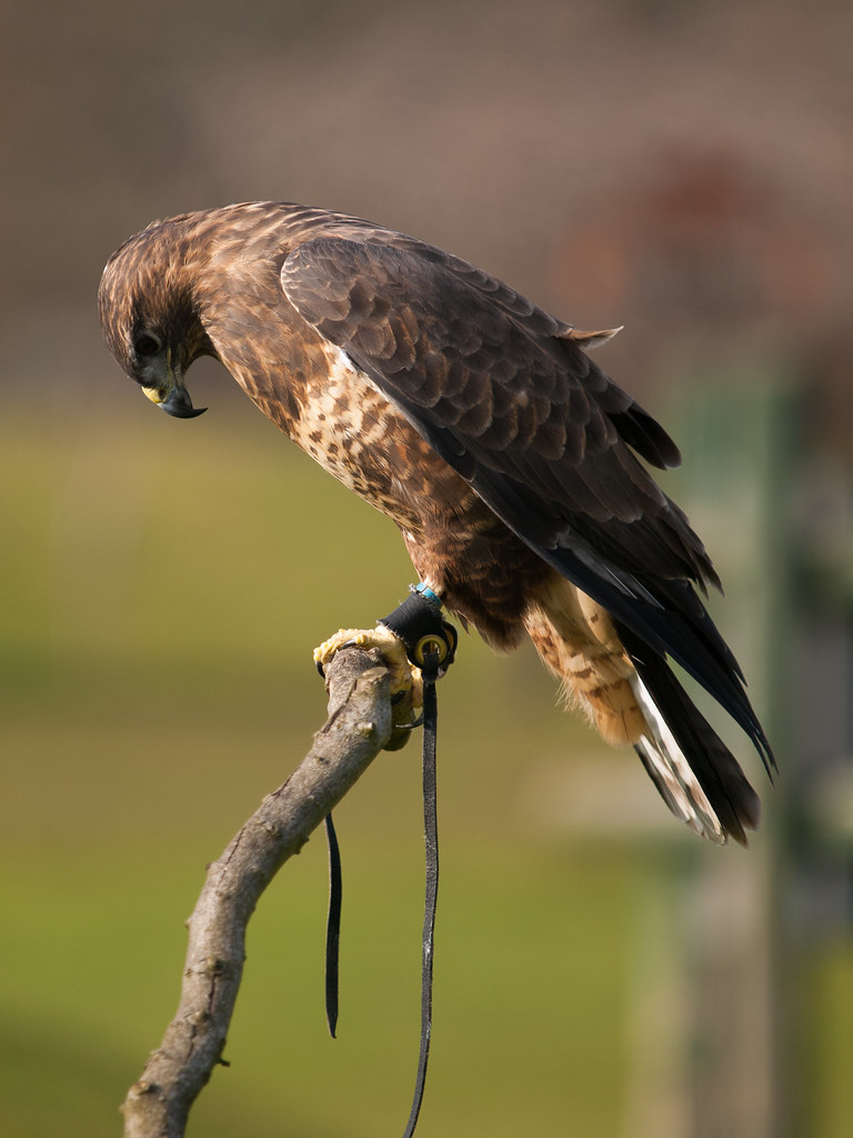 Harris's Hawk