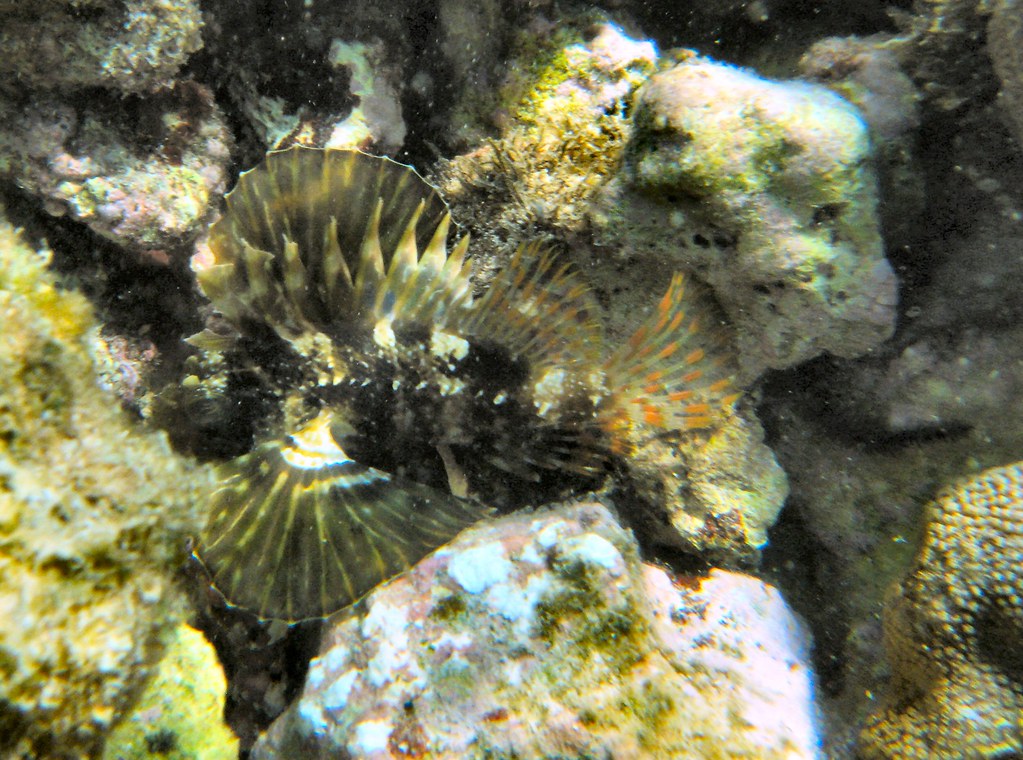 Hawaiian Lionfish