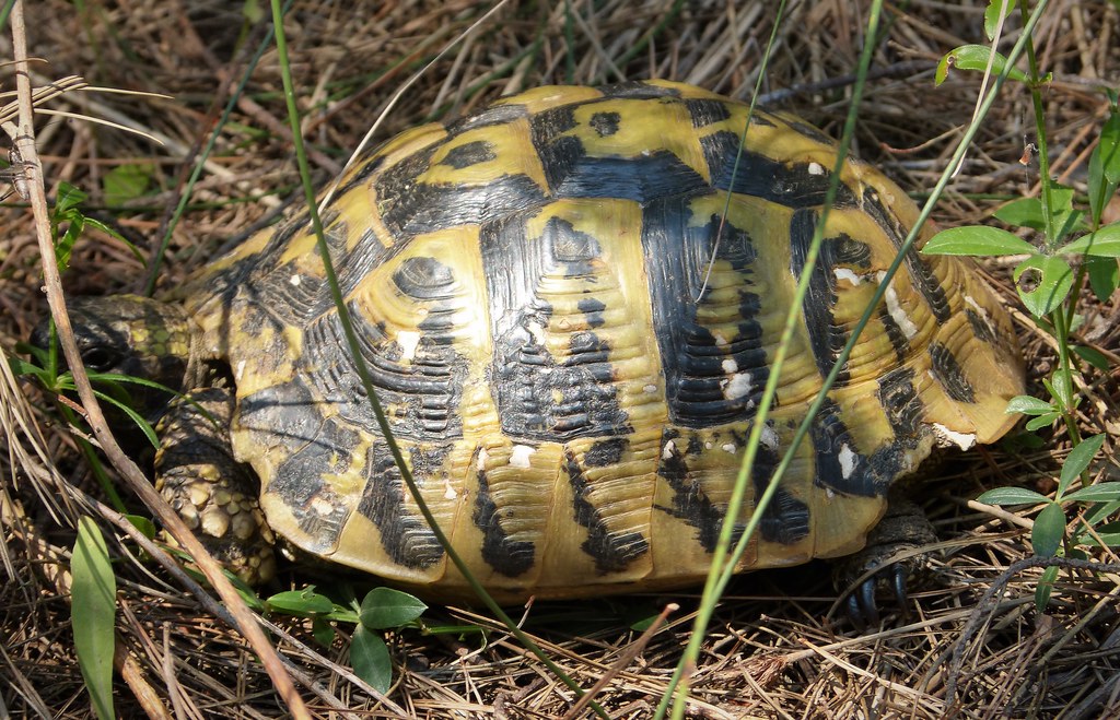 Hermann's Tortoise