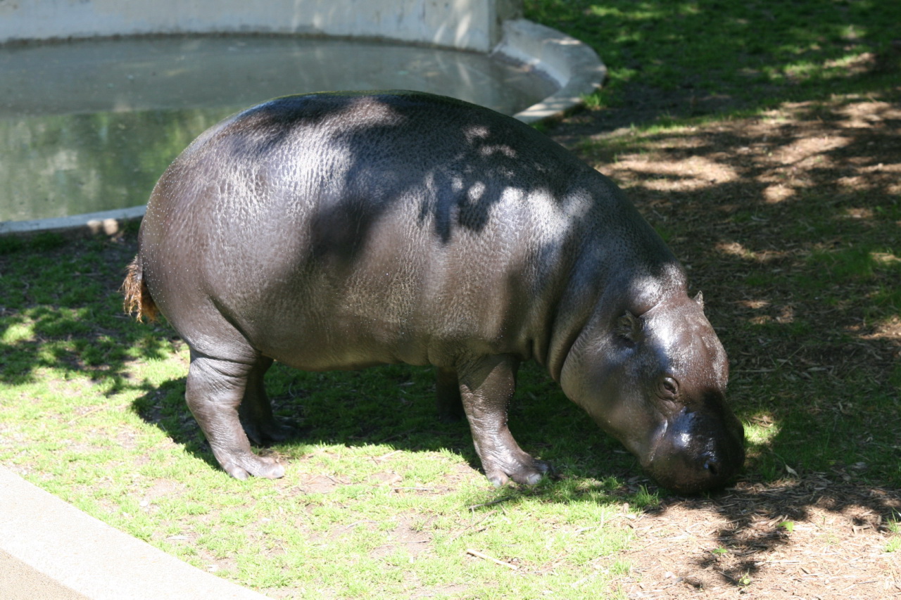 Hippopotamuses