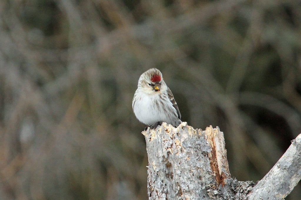 Hoary Redpoll