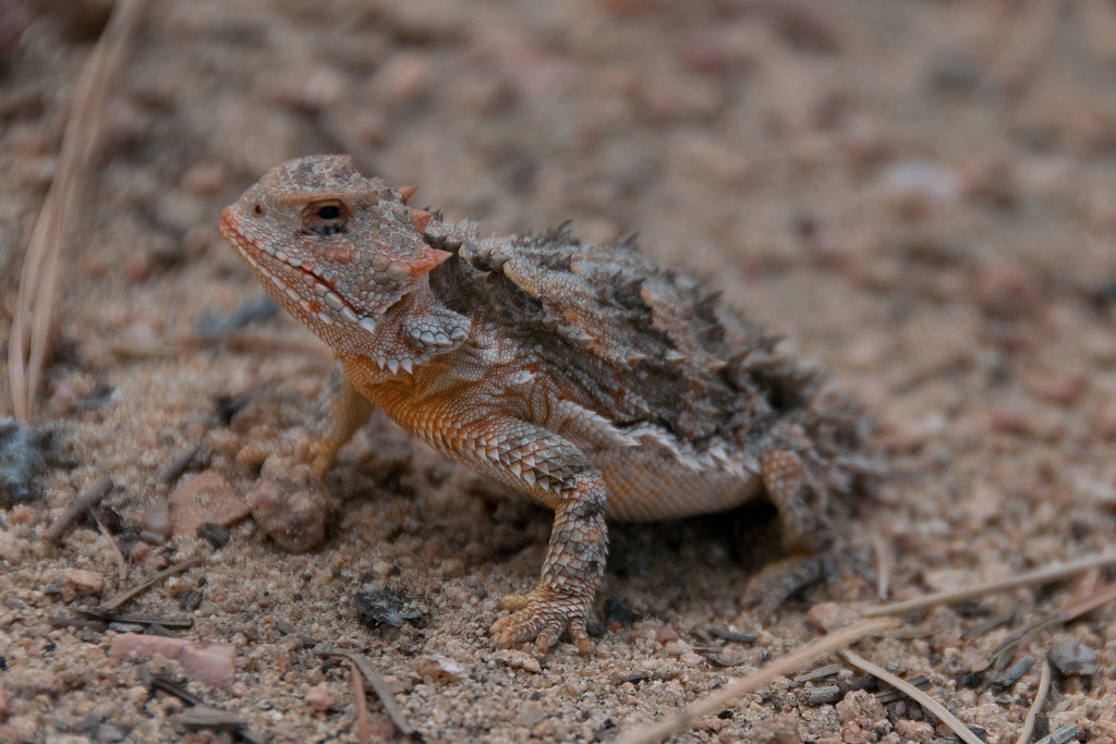 Horned Lizards - Animals That Eat Ants