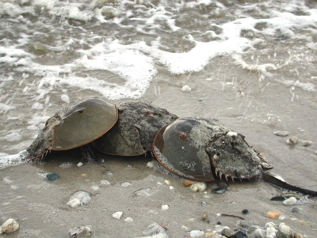 Horseshoe Crabs