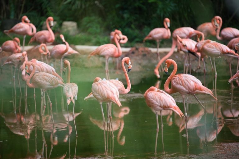 How Many Types of Flamingos Are There?