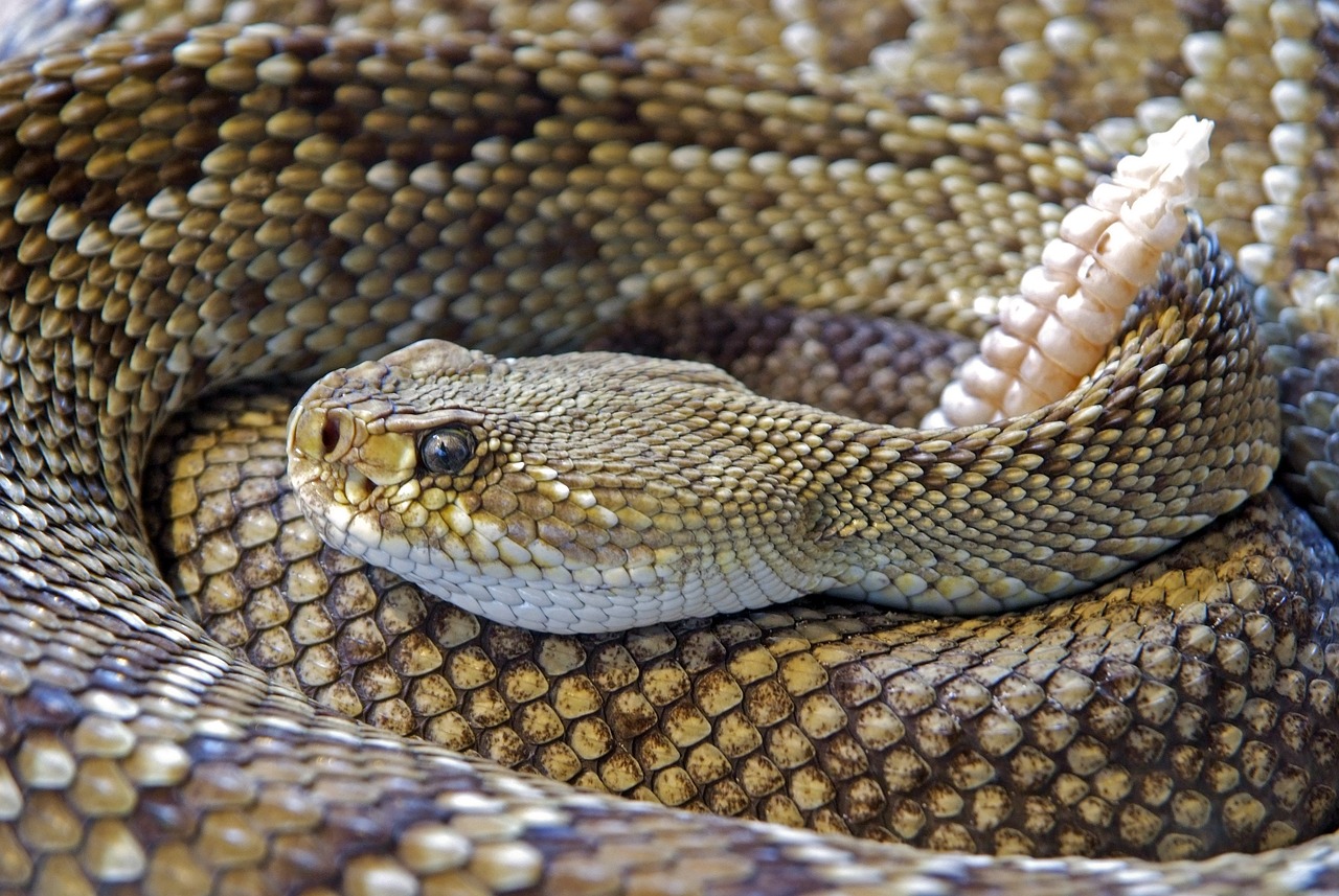 How Many Types of Rattlesnakes Are There