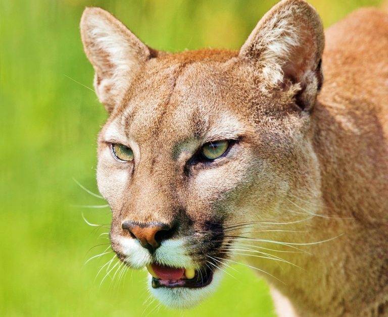 How Much Does a Mountain Lion Weigh?