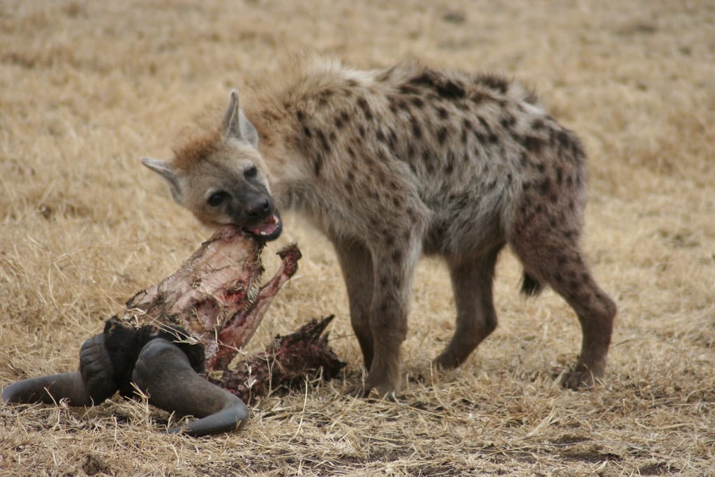 Hyenas