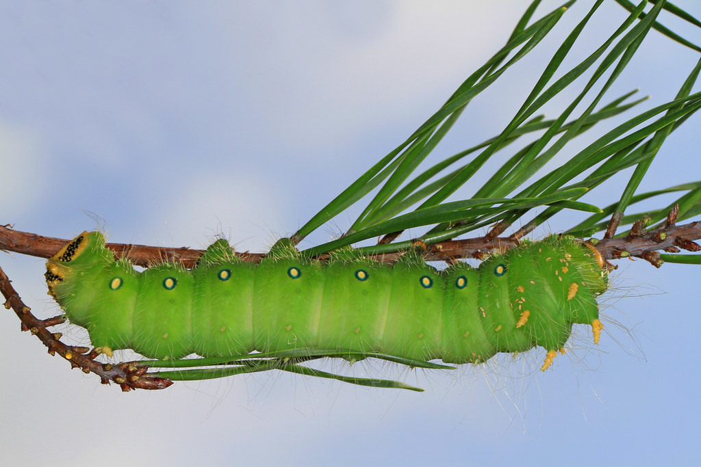 Imperial Moth Caterpillar