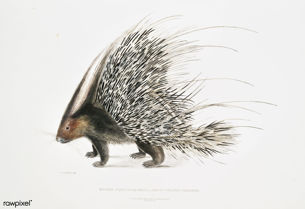 Indian Crested Porcupine