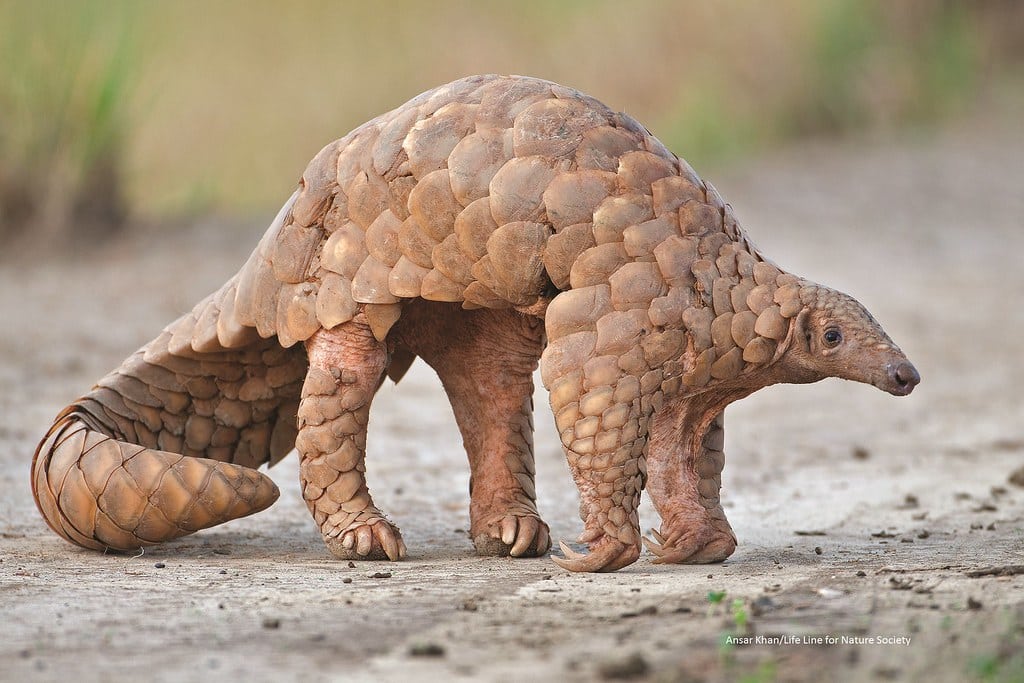 Indian Pangolin