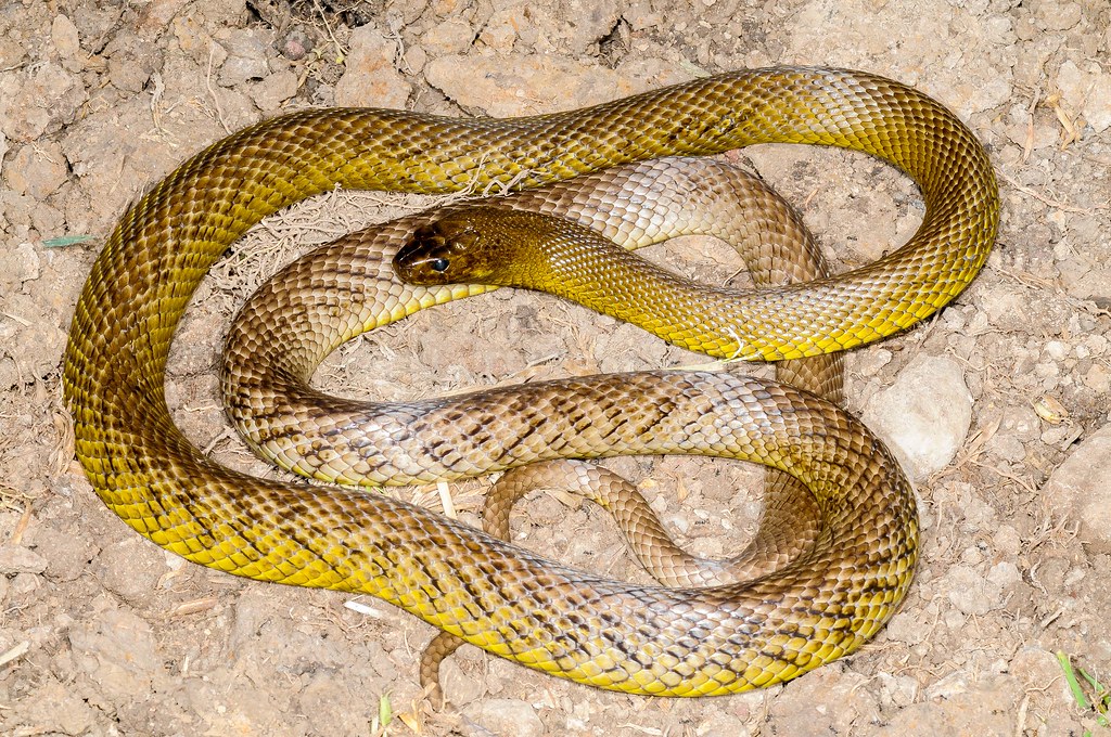 Inland Taipan