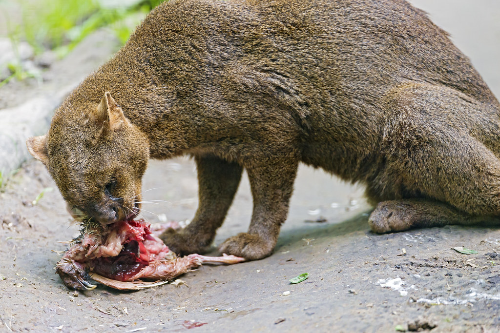 Jaguarundi 