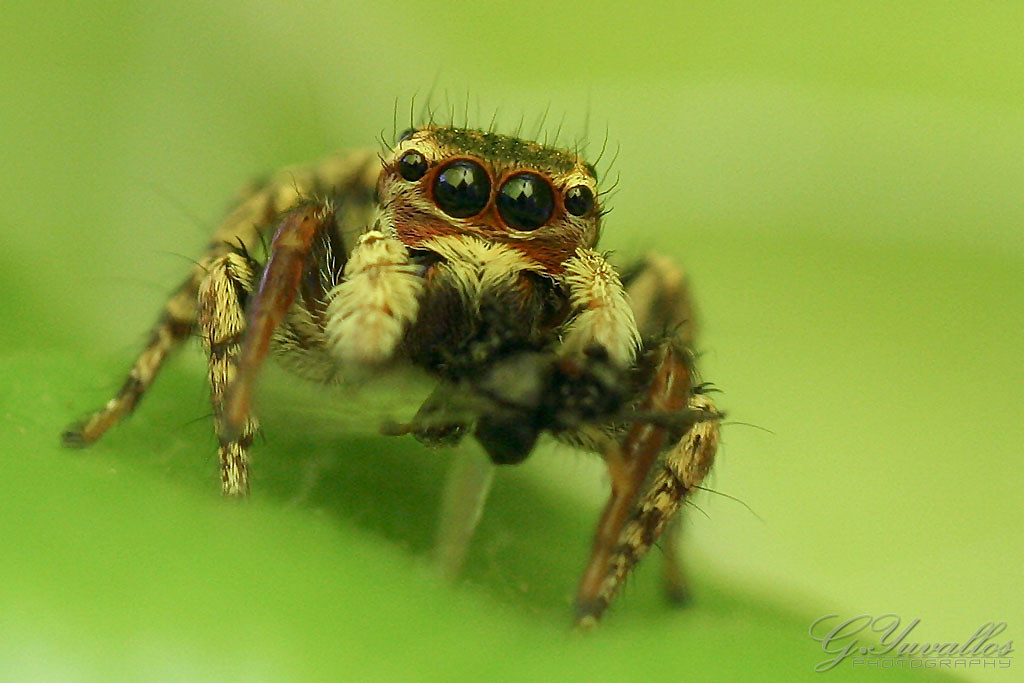 Jumping Spider