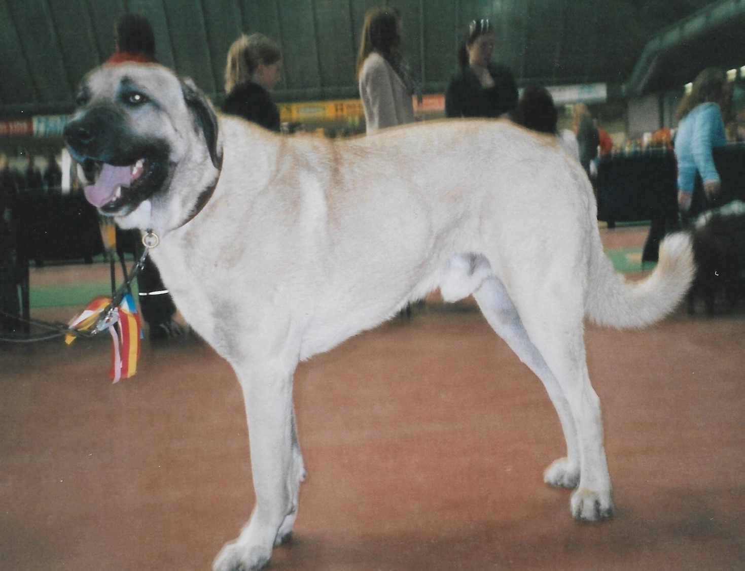 Kangal