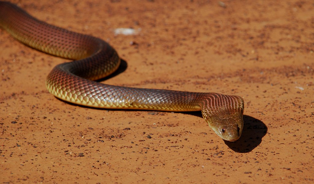 King Brown Snake