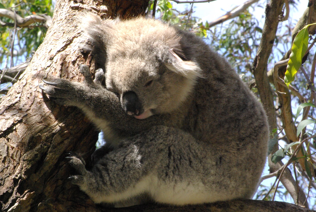 Koala