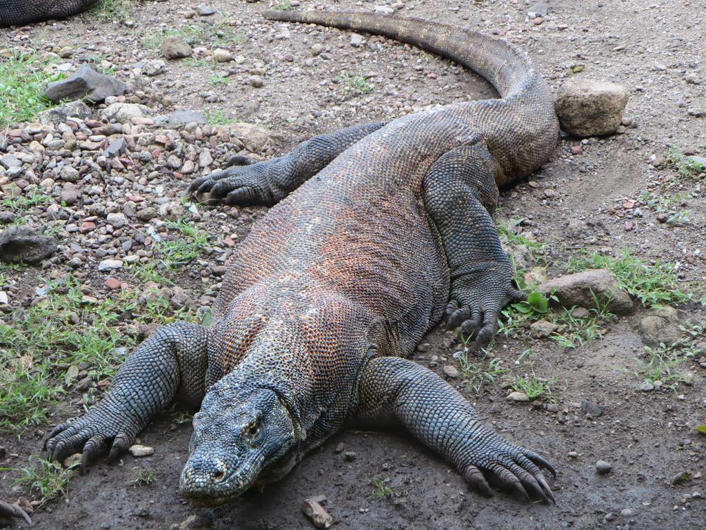 Komodo Dragon - Animals With More Than 2 Eyes