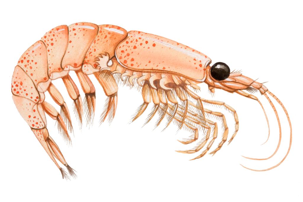 Krill