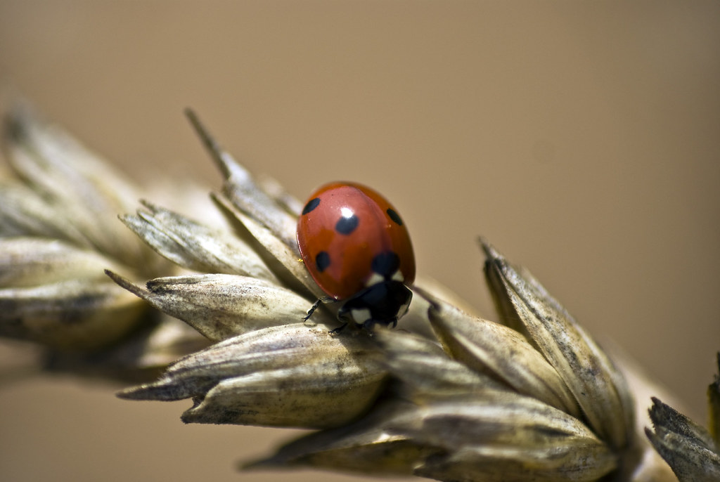 Ladybugs