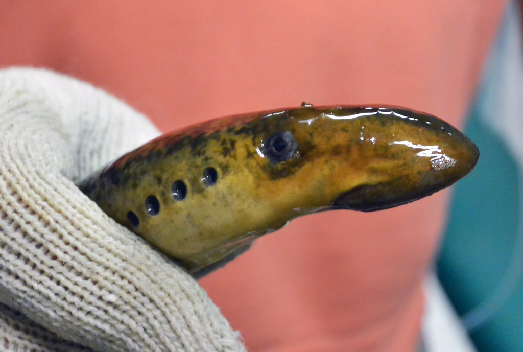 Lampreys