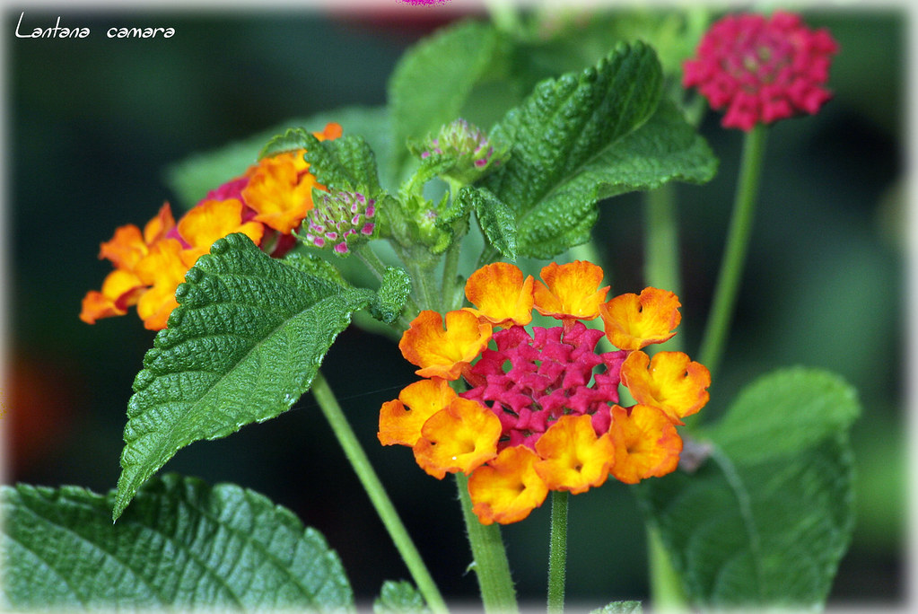Lantana