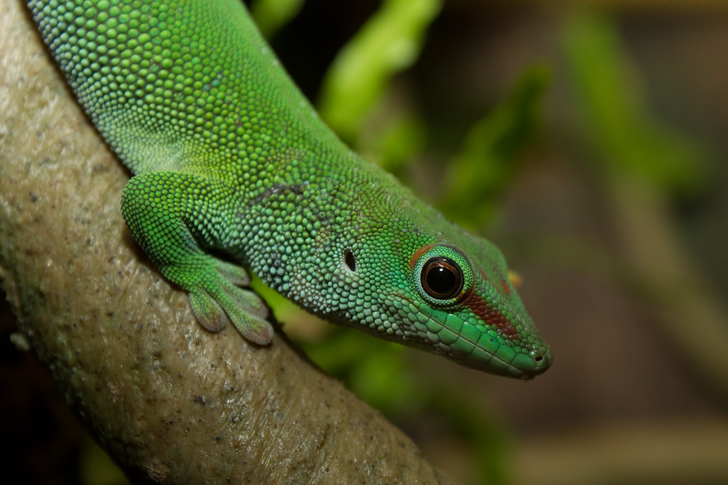 Large Forest Gecko